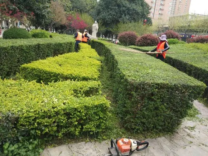 任丘绿化花卉苗木批发市场