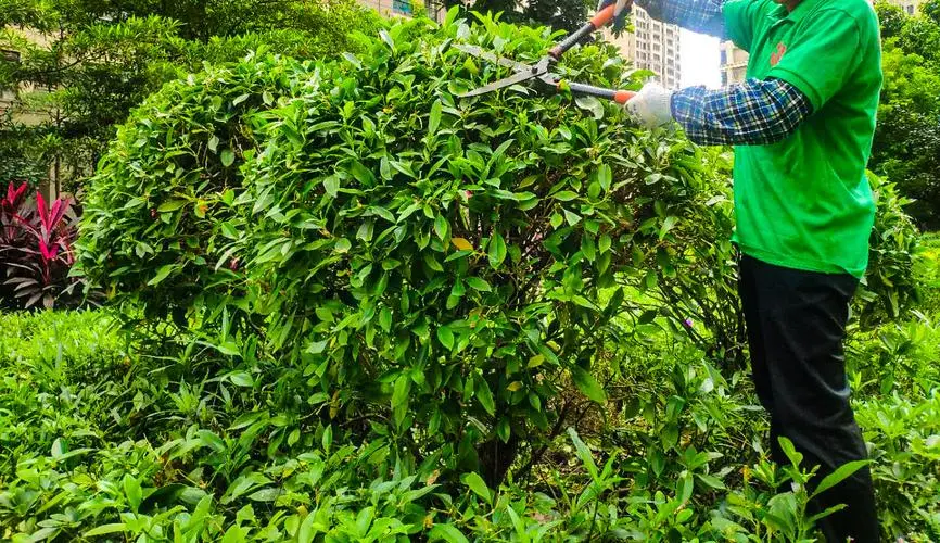 边坡绿化工程种子资材