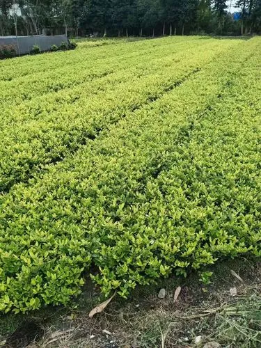 珠海道路园林绿化工程设计